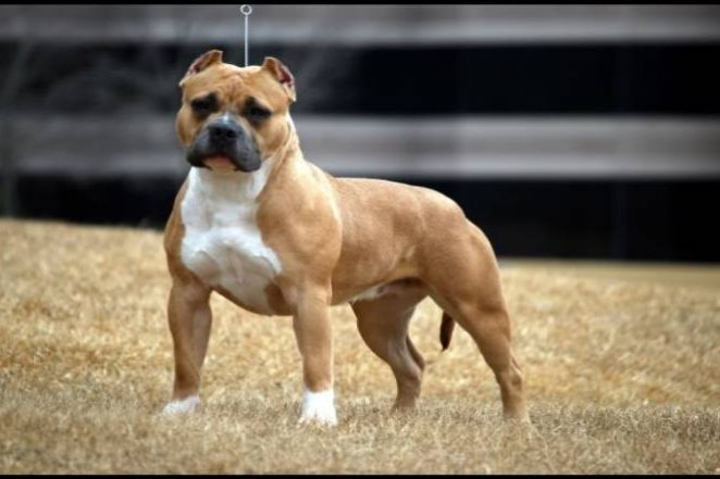 American Bully Classic