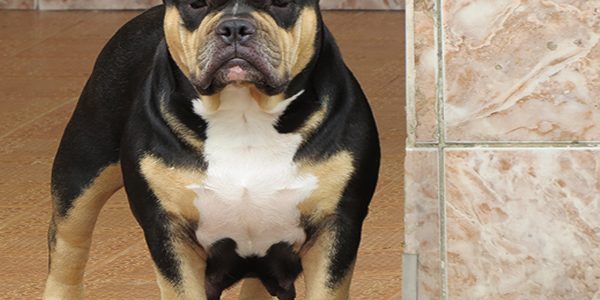 American Bully Pocket American Bully Pocket