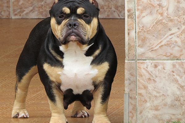 American Bully Pocket