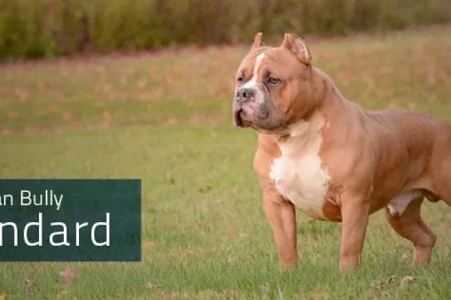 American Bully Standart