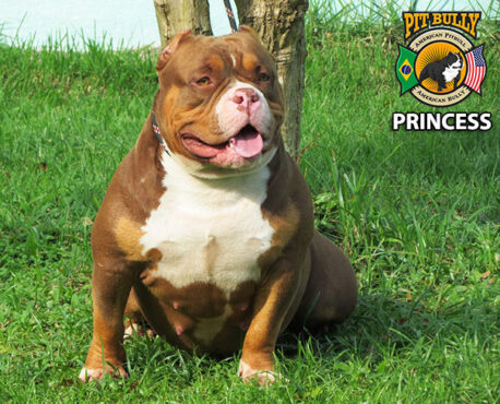 Conheça o american bully, um cão forte, companheiro e gentil