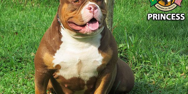 American Bully American Bully