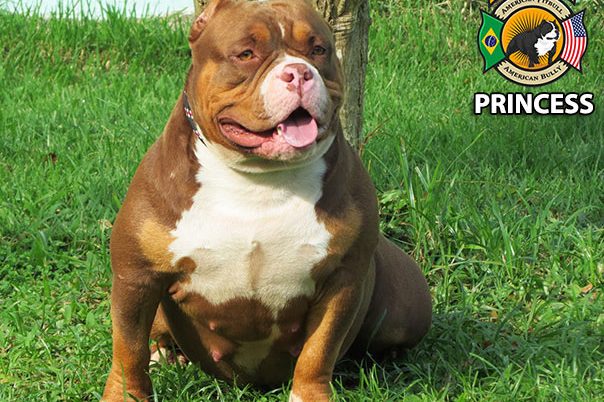 American Bully