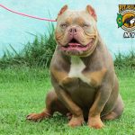 American Bully Tri Lilac Adulto American Bully Tri Lilac Adulto