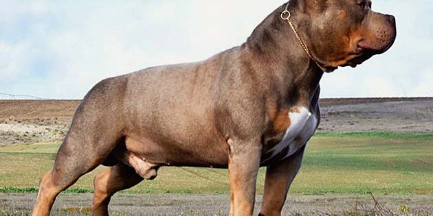 American Bully XL