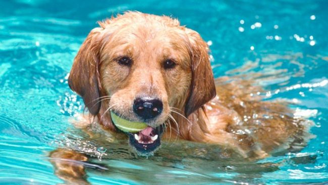 As 10 obrigações que donos de cães devem saber