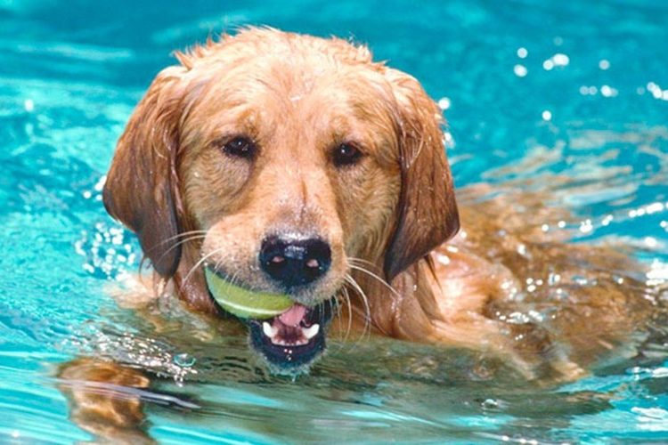 As 10 obrigações que donos de cães devem saber