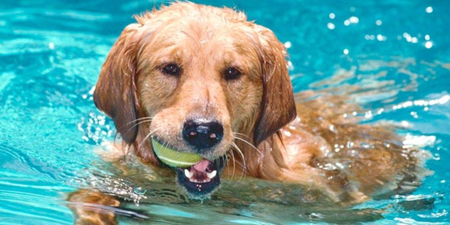 As 10 obrigações que donos de cães devem saber