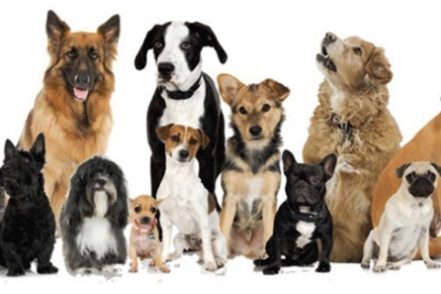 Como escolher um cachorro que mais combina com você