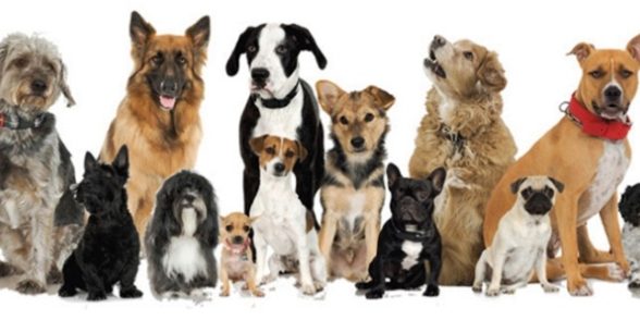 Como escolher um cachorro que mais combina com você