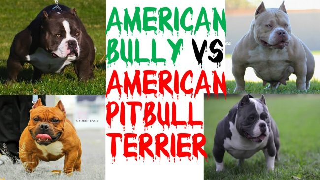 Criador de Pitbull e American Bully Criador de Pitbull e American Bully