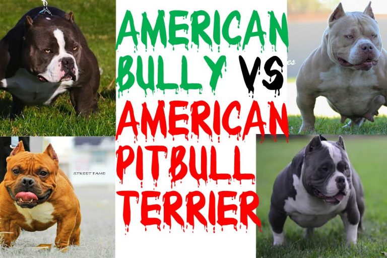 Criador de Pitbull e American Bully