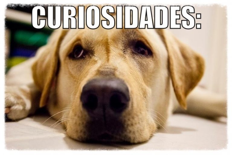 Curiosidades sobre Cachorros
