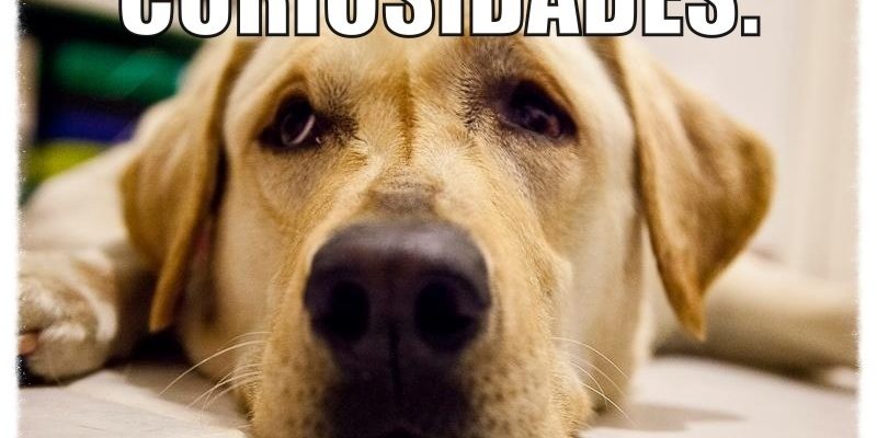 Curiosidades sobre Cachorros Curiosidades sobre Cachorros