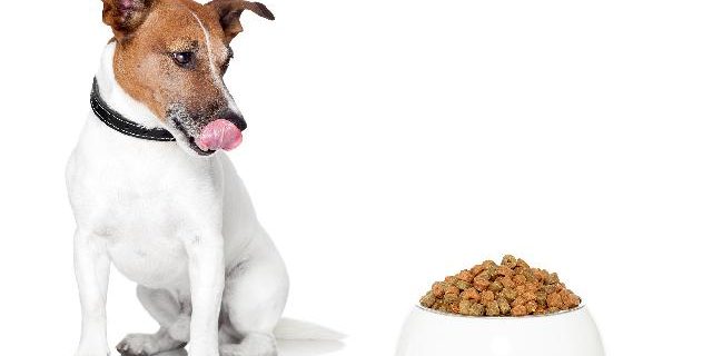 Dicas de alimentação para seu cachorro Dicas de alimentação para seu cachorro