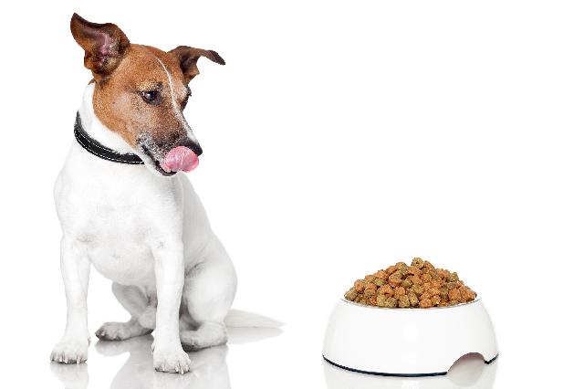 Dicas de alimentação para seu cachorro Dicas de alimentação para seu cachorro