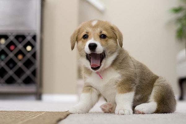 Dicas de como educar um filhote de cachorro