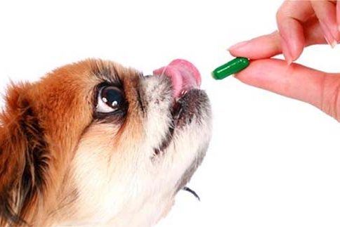 Importância da desverminação para saúde dos cães