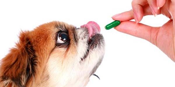 Importância da desverminação para saúde dos cães Importância da desverminação para saúde dos cães