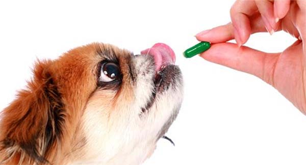 Importância da desverminação para saúde dos cães