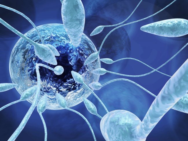 Inseminação artificial em pitbull e american bully Inseminação artificial em pitbull e american bully