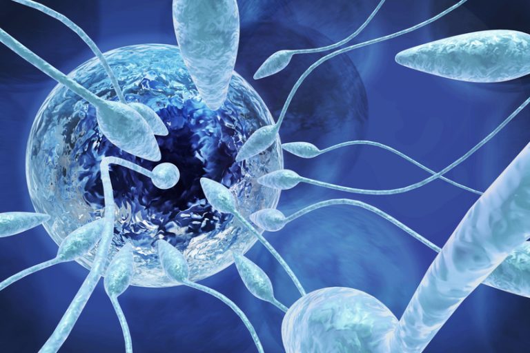 Inseminação artificial em pitbull e american bully