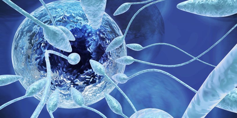 Inseminação artificial em pitbull e american bully Inseminação artificial em pitbull e american bully