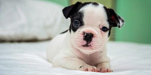 Os primeiros dias do cachorro em casa com você