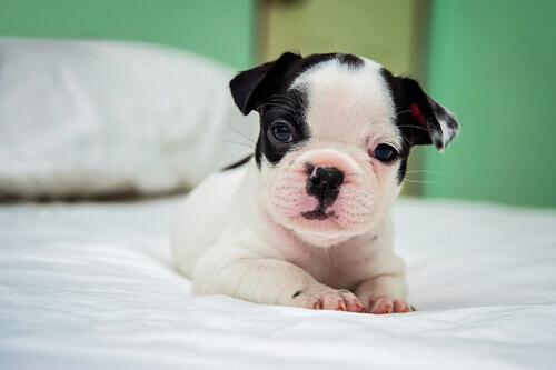 Os primeiros dias do cachorro em casa com você
