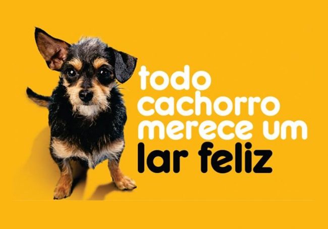 Pesquisa sobre abandono de cães nos Estados Unidos Pesquisa sobre abandono de cães nos Estados Unidos