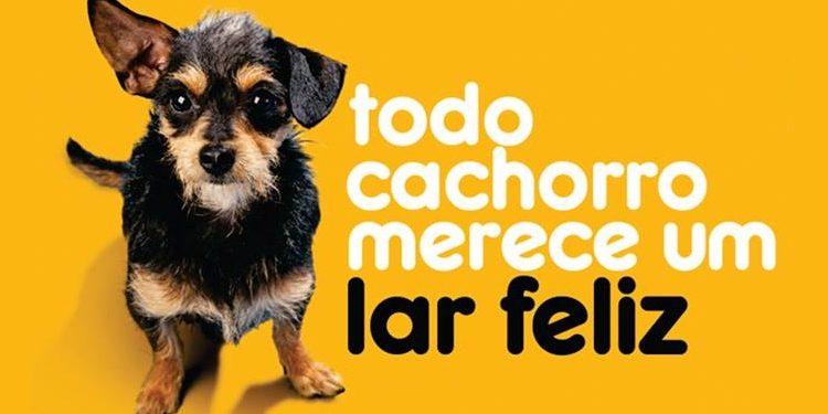 Pesquisa sobre abandono de cães nos Estados Unidos Pesquisa sobre abandono de cães nos Estados Unidos