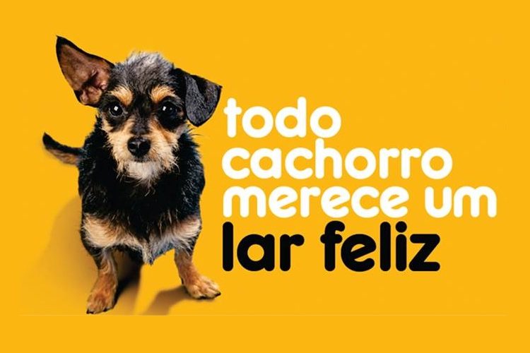 Pesquisa sobre abandono de cães nos Estados Unidos