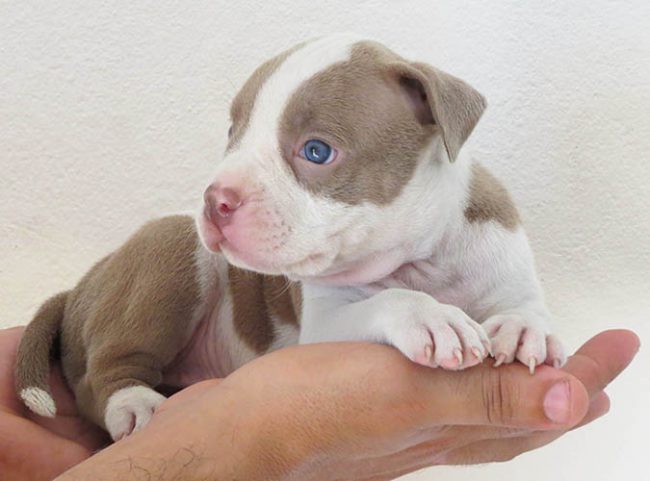 Cuidados com os filhotes de Pitbull e American Bully