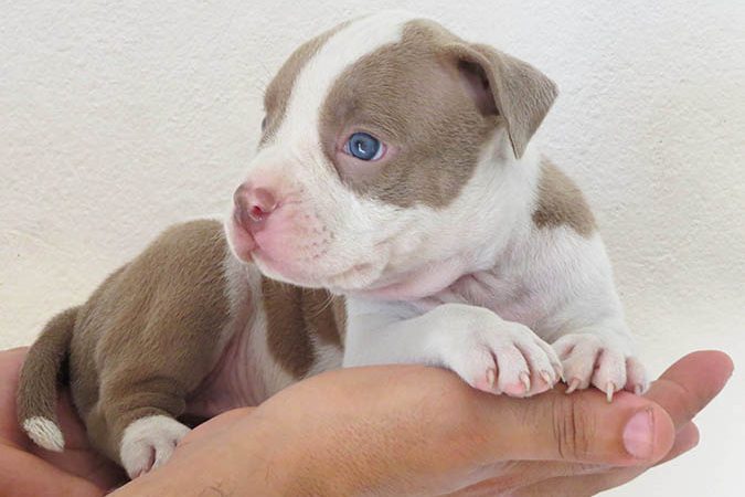 Cuidados com os filhotes de Pitbull e American Bully
