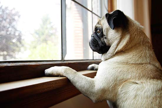 Por quanto tempo posso deixar meu cão ou gato sozinho em casa Por quanto tempo posso deixar meu cão ou gato sozinho em casa