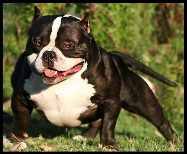 American Bully, Criadores, linhagem, sangue mais populares