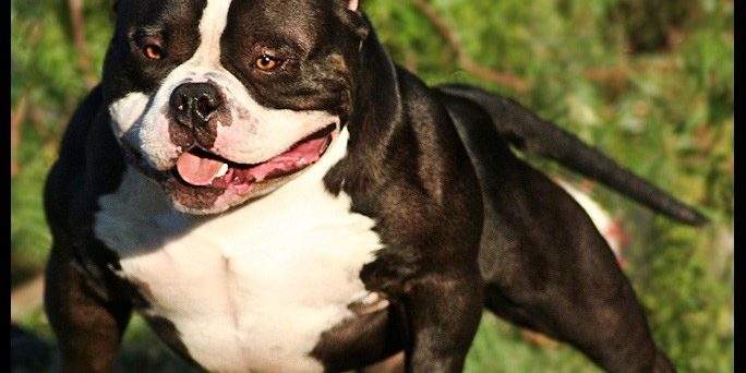 American Bully, Criadores, linhagem, sangue mais populares