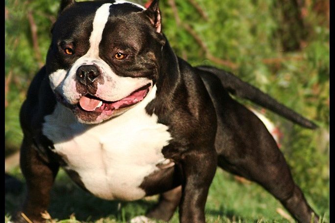 American Bully, Criadores, linhagem, sangue mais populares