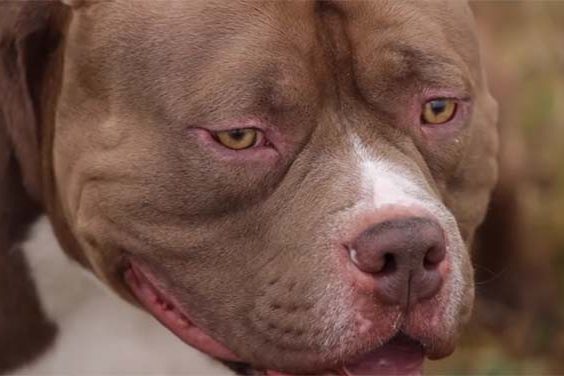 American Bully o que é qual sua origem