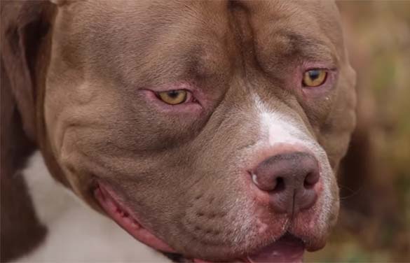 American Bully o que é qual sua origem American Bully o que é qual sua origem