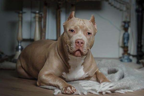 American Bully - Problemas de saúde mais comuns