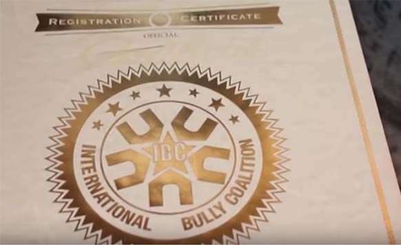 American Bully Registro – Kennel Clubes que reconhecem a raça American Bully Registro - Kennel Clubes que reconhecem a raça