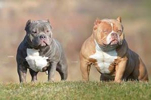 American Bully – Temperamento e Aparência