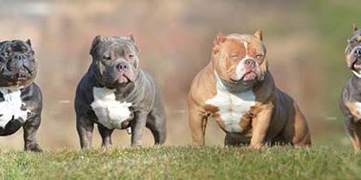 American Bully – Temperamento e Aparência American Bully – Temperamento e Aparência