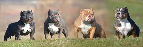 American Bully – Temperamento e Aparência American Bully – Temperamento e Aparência