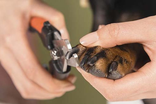Cortar as unhas de seu pitbull ou american bully é importante
