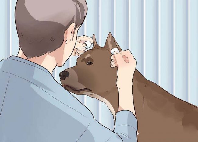 Dicas de Higiene para Pitbull e American Bully