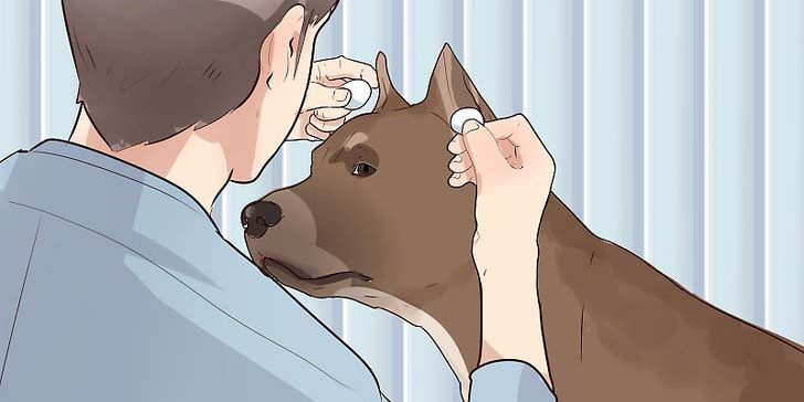 Dicas de Higiene para Pitbull e American Bully