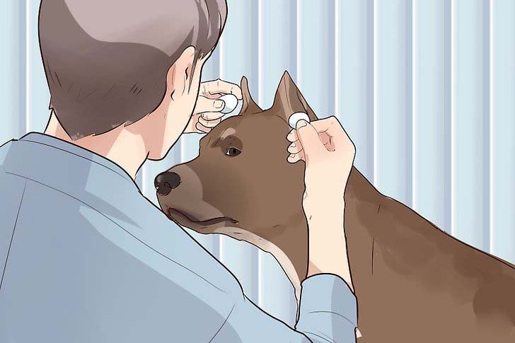 Dicas de Higiene para Pitbull e American Bully