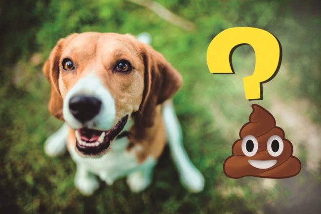 Como devem ser as fezes ou cocô de um cão saudável